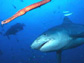 a trumpet fish and tiger shark