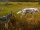 wolves in the Upper Peninsula of Michigan