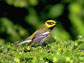 a Townsend's warbler