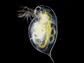 tiny water flea Daphnia