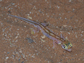 the web-footed gecko