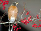 an American robin