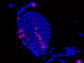 a sac of blue cells in a fly