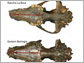 News thumbnail of Pleistocene wolf skulls