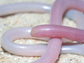 a species of worm-like snake from Madagascar
