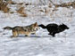 Yellowstone wolves at play