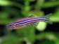 a zebrafish