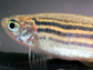 a zebrafish