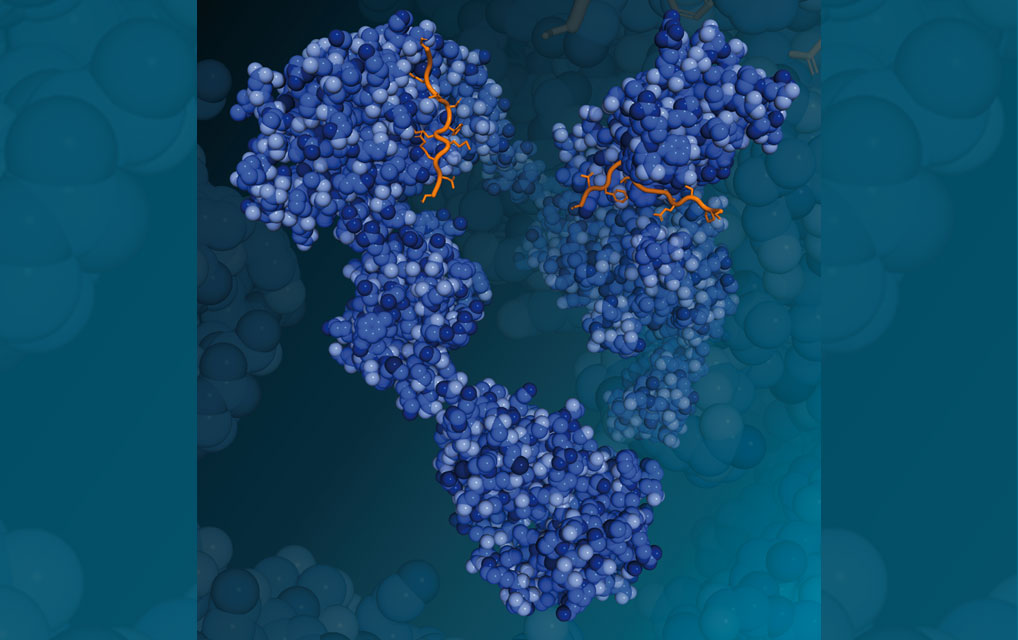 illustration of a structural model of a protein enzyme