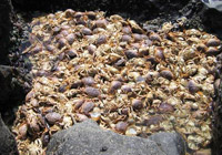 Miles of Piles of Dead Crabs