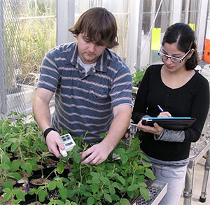 Measuring chlorophyll levels in soybean plants at the University of Arkansas