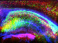 3-D view of stained hippocampus