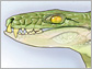 Illustration of head of ancient crocodile