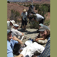 Field crew preparaing Tawa fossils for transportation