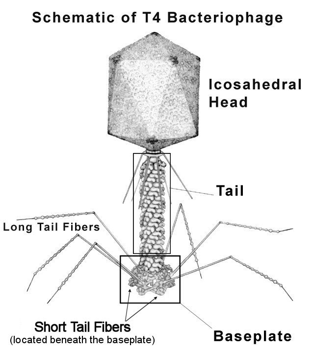 Schematic of T4 Bacteriophage