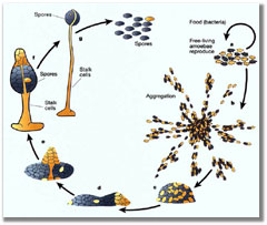 the life cycle of the amoeba