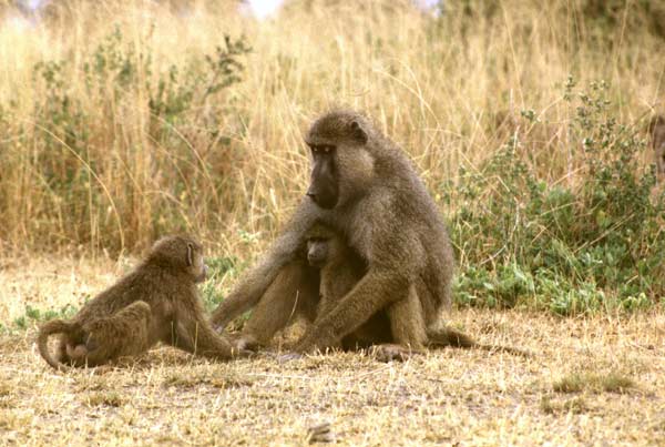 Adult and two juvenile baboons