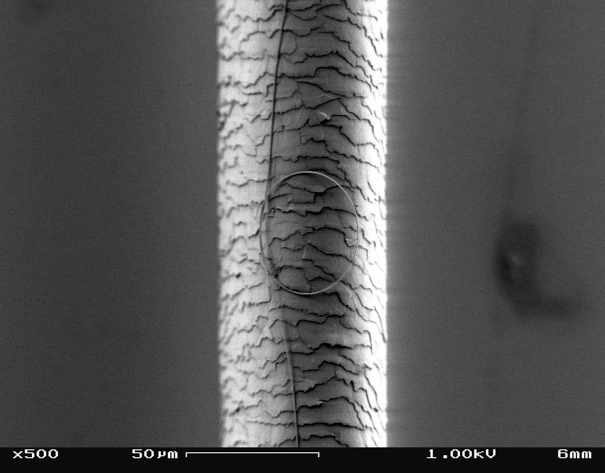 a nanowire curled into a loop in front of a strand of human hair