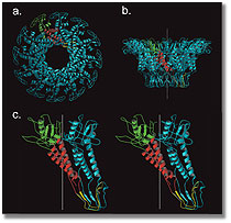 DNA packaging motor functions graphic-ribbons