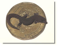 Jaragua lizard Dominican Republic one peso coin