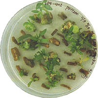 Regenerating transgenic poplars in a Petri dish.