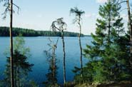 Trees damaged by acid rain