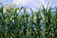 Cornstalks in Colorado