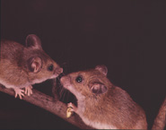 Deer mice