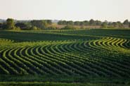 Soybean field