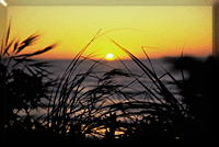 sun through the reeds