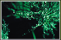 image of a green plant provided by NCAR