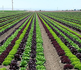 lettuce field