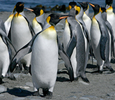 emperor penguins walking