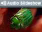 Jewel beetle and words Audio Slideshow