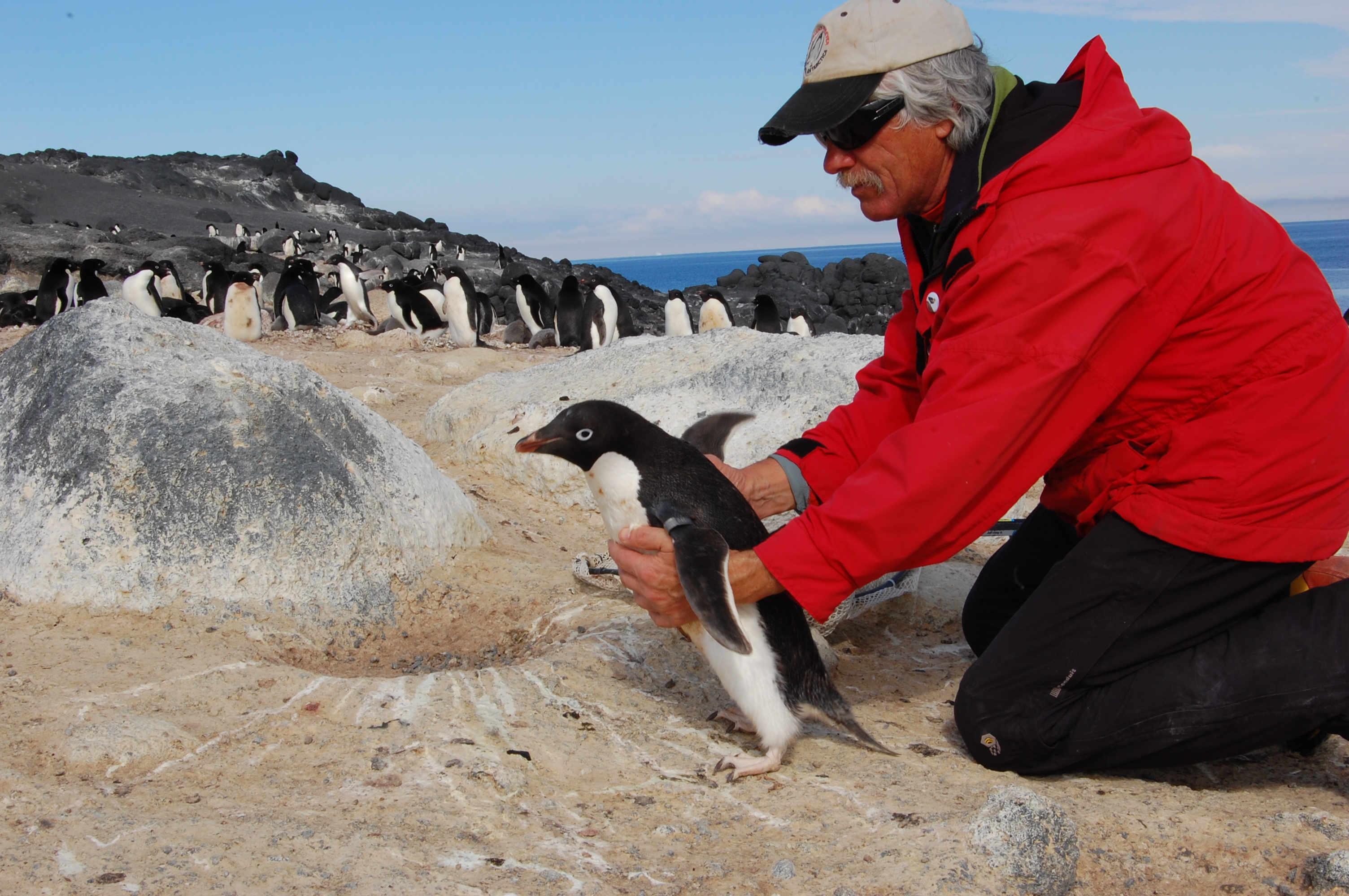 Поднимать пингвинов в антарктиде вакансии. Переворачиватель пингвинов профессия. Антарктида переворачиватель пингвинов. Переворачиватель (ПОДНИМАТЕЛЬ) пингвинов. Поднимальщик пингвинов профессия.