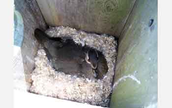 A female wood duck incubates eggs inside a nest box.