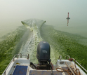 boat going through Lake Taihu's thick algae scum.