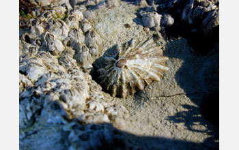 A rough-edged fingernail limpet (<em>Collisella scabra</em>)