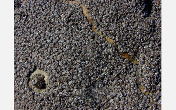 At high-tide, cloned aggregating anemones are split down the middle