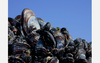 A California mussel (<em>Mytilus californianus</em>) clump