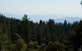 Sierra Nevada forest of conifers