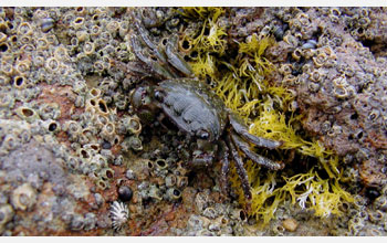 Lined shore crab (<em>Pachygrapsus crassipes</em>)
