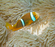 A fish resting among corals.