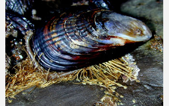 A California mussel (<em>Mytilus californianus</em>)