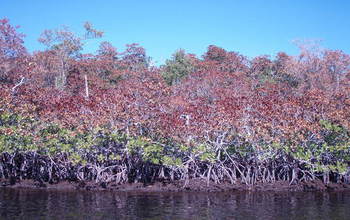 The freeze killed the tops of red mangrove trees along the Shark River shoreline.