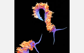 Spanish dancers (<em>Flabellina iodinea</em>), a species of sea slug, or nudibranch