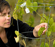 Marjorie Weber studies causes and consequences of plants adapting to coexist with their 