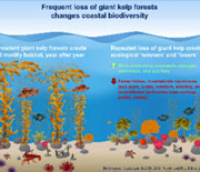 Increasing frequency of ocean storms alters kelp forest ecosystems ...