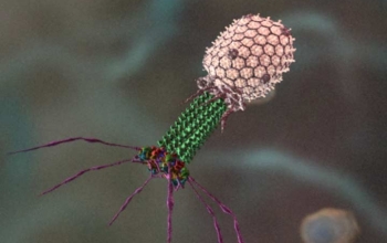 Illustration of bacteriophage T4 preparing to infect its host cell.