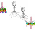 Detailed images of bacteriophage T4 component structures